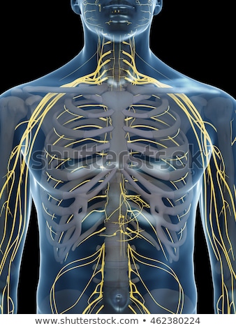 Stok fotoğraf: 3d Rendered Illustration - Spinal Cord And Upper Nerves
