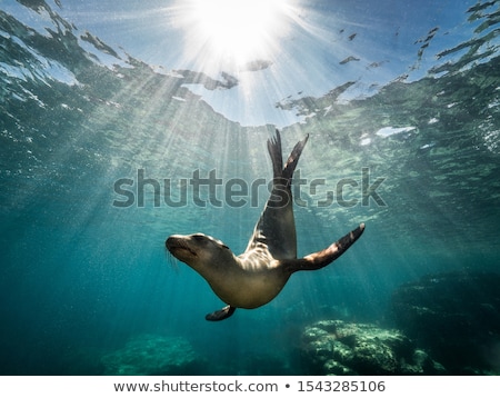 Stock photo: Sea Lion