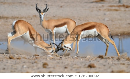 Zdjęcia stock: Pringbok · Fighting