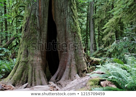 [[stock_photo]]: Tree Bark Texture - Forest In The Wilderness Canada