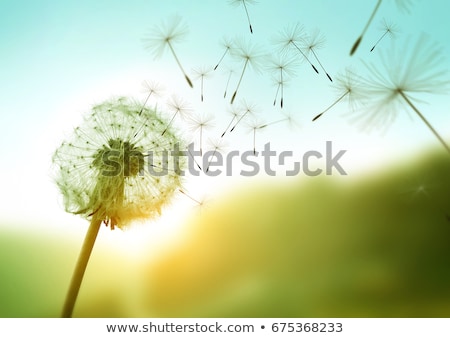 ストックフォト: Dandelion Seeds