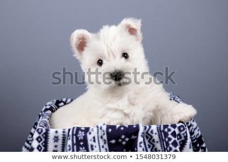 Imagine de stoc: West Highland White Terrier Portrait In A Gray Background