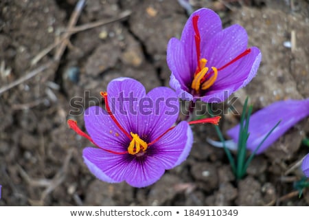 Foto d'archivio: Saffron Crocus Flower