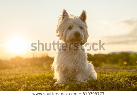 Foto stock: West Highland White Terrier A Very Good Looking Dog