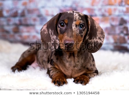 Zdjęcia stock: Portrait Of An Adorable Short Haired Dachshund