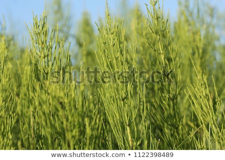 Stock photo: Equisetum Arvense