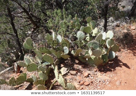 Stock photo: Cactus Flower Near Sedona