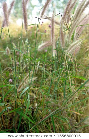 Foto d'archivio: Icicles On The Wild Grasses In The Meadow In The Park