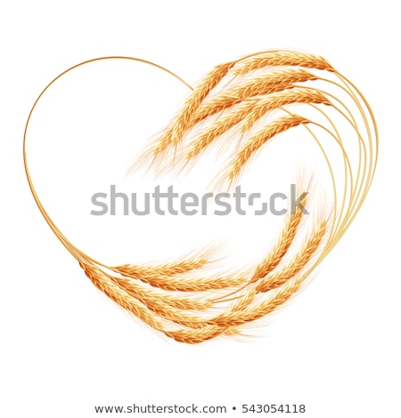 Zdjęcia stock: Wheat Ears Heart Isolated On The White Eps 10