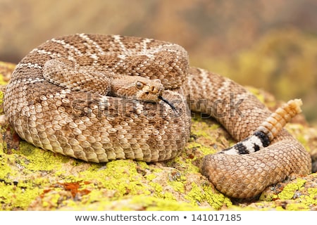 Stok fotoğraf: Head Of Western Diamond Backed Rattlesnake