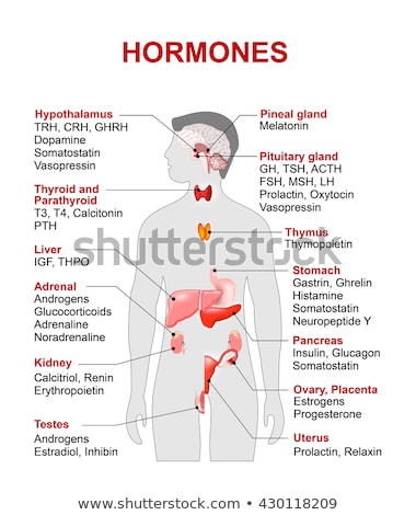 Zdjęcia stock: Endocrine Gland And Hormones