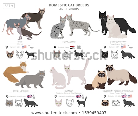 Foto stock: Burmilla Shorthair Cat Flat Vector Illustration