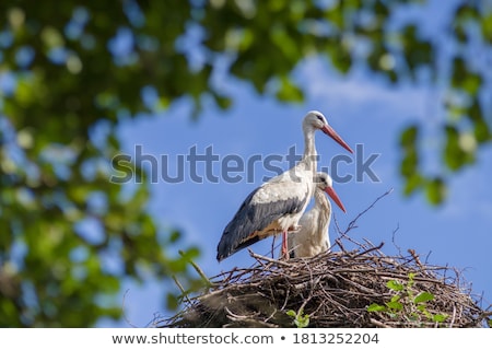 Stok fotoğraf: Storks In The Nest