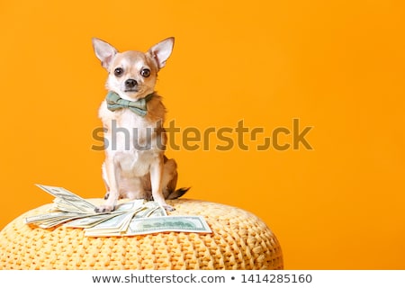 Stock foto: Money Dog