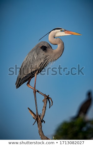 Stock photo: Great Blue Heron