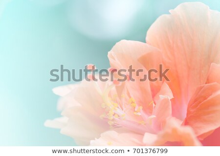 ストックフォト: Pink Flower With Ruffles