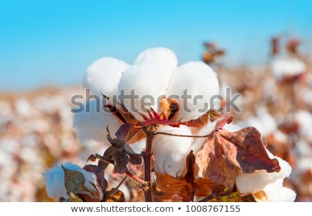 Stok fotoğraf: Fresh White Cotton Bolls Ready For Harvesting