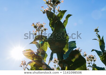 Foto stock: Tobacco Pink Flowers Lighted By Rays Of Sun