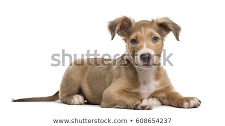 Foto d'archivio: Mixed Breed Dog Lying And Looking In A White Background