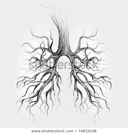 Stock photo: Lungs Detailed Anatomy Illustration On A White Background