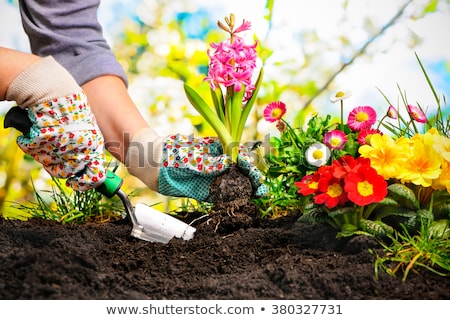 ストックフォト: Easter Flower Bed Background