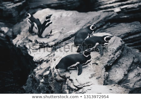 [[stock_photo]]: Group Of Magellanic Penquins - Spheniscus Magellanicus