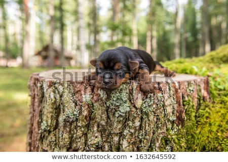 Сток-фото: Portrait Of A Blind Yorkshire Terrier