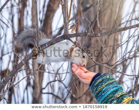 ストックフォト: Boy And Little Squirrel In The Park