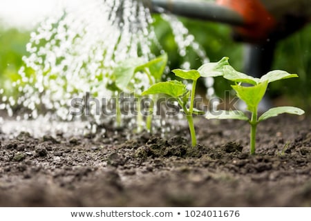 Stock photo: Water Plants In Summer