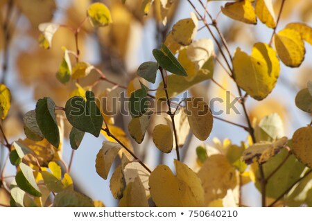[[stock_photo]]: Deciduous Tree Branch On The Background Of Abstract Green Wall