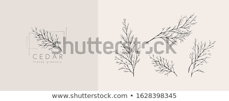 Foto stock: Cedar Leaves