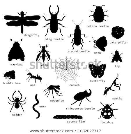 Stok fotoğraf: Silhouette Of Rhinoceros Beetle