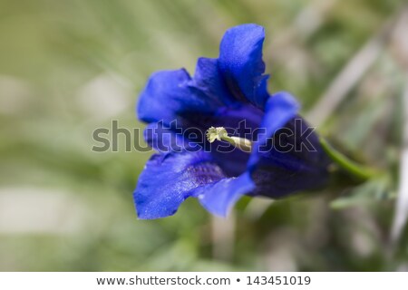 Stok fotoğraf: Gentiana Clusii Flower Or Blue Gentian In The German Alps