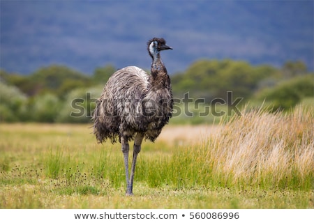 Stockfoto: Emu