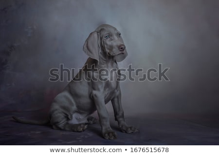 Foto stock: Sweet Weimaraner Portrait In A Photo Studio