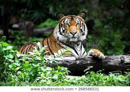 Foto stock: Bengal Tiger