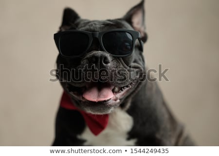 Foto stock: Seated Gentleman French Bulldog Wearing Sunglasses Looks Up To S