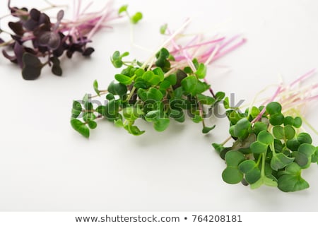 Zdjęcia stock: Fresh Micro Greens Peas Sprouts