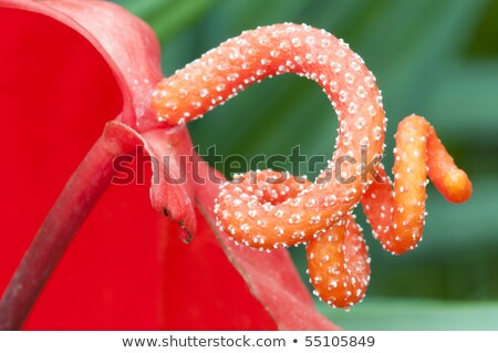 Particolare Del Fiore Di Anturium Del Pistillo Foto d'archivio © AlessandroZocc