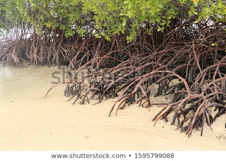 Stock photo: Mangrove Tree