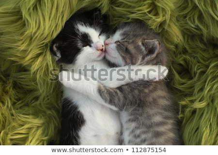 Stockfoto: Little Kitten Outdoors In Natural Light