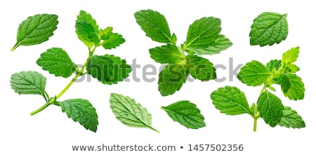 Foto stock: Fresh Green Aromatic Mint Lemon Balm Peppermint Macro Closeup