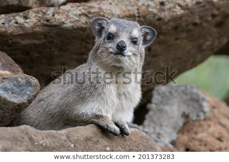 Stock photo: Rock Hyrax Dassie