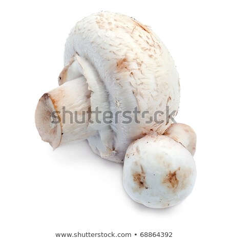 Stok fotoğraf: Fresh Edible Portabello Mushroom Champignon Over White Backgroun
