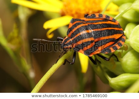 Foto stock: Red Stripe Mate