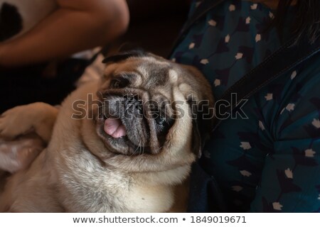 Foto d'archivio: Pug Dog Closing Its Eyes