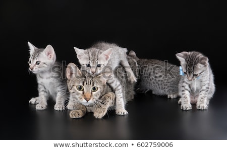 Foto stock: Cute Egyptian Mau Little Kitten