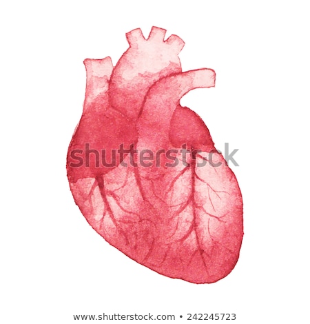 Stock photo: Hand With Human Heart Model On White Background