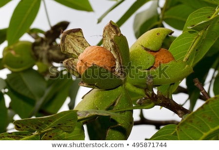 Stock fotó: Walnut Tree