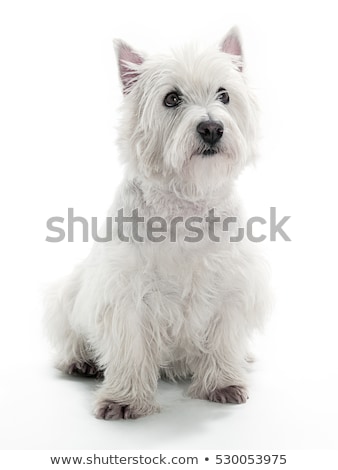 Сток-фото: Studio Shot Of An Adorable West Highland White Terrier